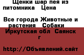 Щенки шар-пея из питомника › Цена ­ 15 000 - Все города Животные и растения » Собаки   . Иркутская обл.,Саянск г.